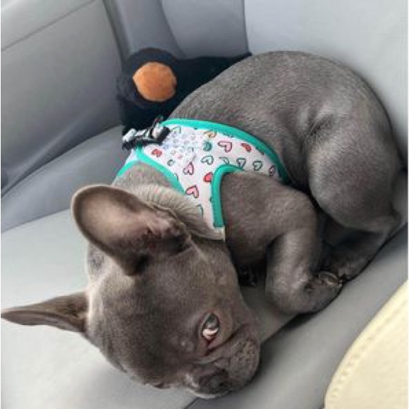 Korriko harnesses, leash, collars - Picture 3 of 4